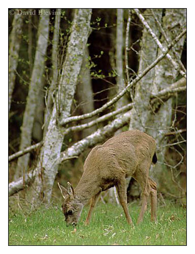 Photo of Odocoileus hemionus by <a href="http://www.blevinsphoto.com/contact.htm">David Blevins</a>